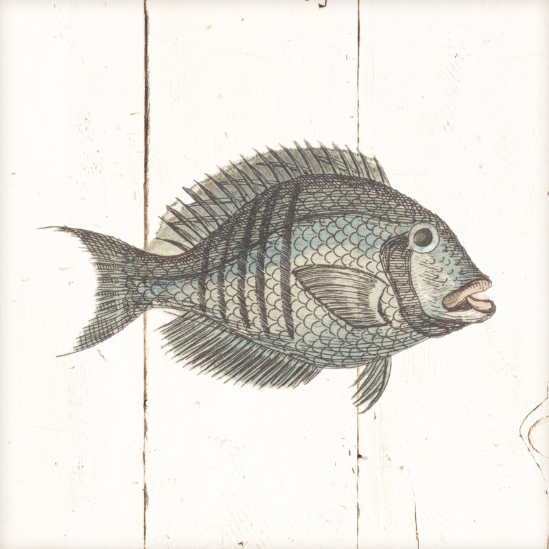 Croquis de poisson I Shiplap, H 36 po x l 36 po x P 1,25 po
