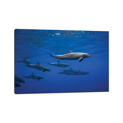 Dolphins 1 Piece Wrapped Canvas Wall Art