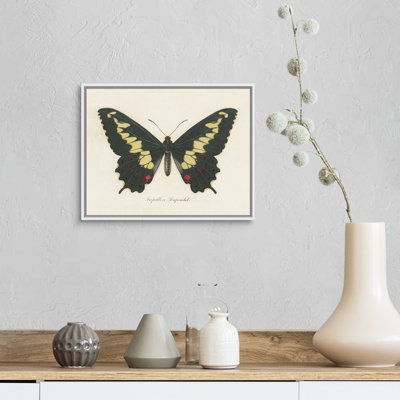 «Natures Butterfly VI» par Portfolio Wild Apple - reproduction d'art sur toile