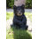 Sitting Black Bear Cub