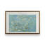 Van Gogh's Ammond Blossom v2-1498815573-1498815587