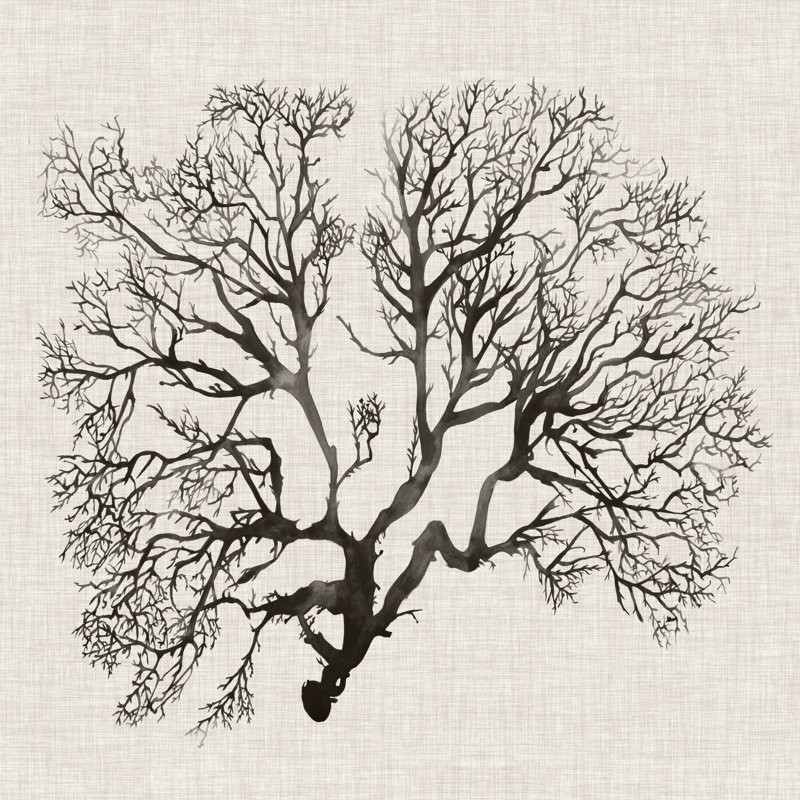 Shadow Sea Fan III by Grace Popp - Wrapped Canvas Painting, 30cm H x 30cm W x 3.8cm D