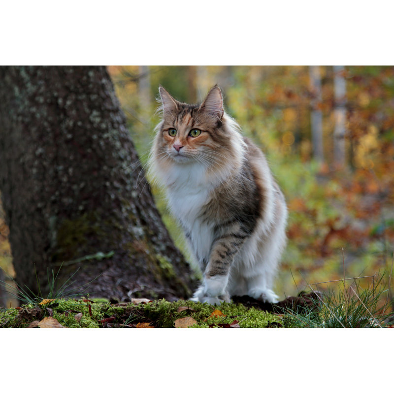 Cat Standing In Forest - Wrapped Canvas Print, 30cm H x 46cm W x 3.8cm D