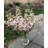 Orchid Arrangement in Vase