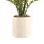 Fern Plant In Ceramic Vase