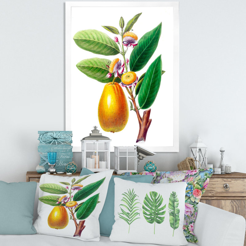 «Vintage Fruits I», reproduction sur toile encadrée, H 32 po x l 24 po x P 1 po, Blanc