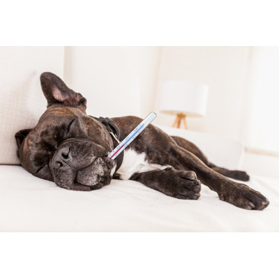 " Siesta Sick Dog " by Damedeeso