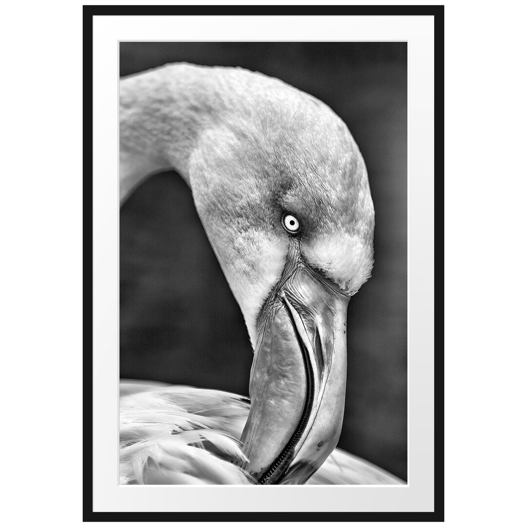 Gerahmtes Poster Flamingo beim Putzen