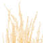 Faux Stoebe Plant Preserved