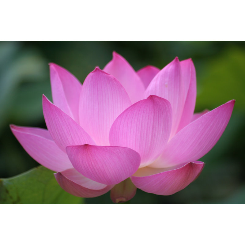 Pink Backlit Lotus 1 Piece Wrapped Canvas Wall Art, 51cm H x 76cm W