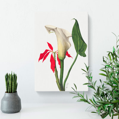 Calla Lily by Mary Vaux Walcott - Wrapped Canvas