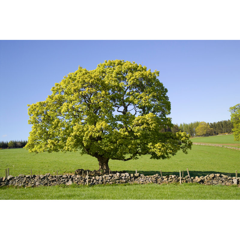 Countryside Scene by Abzee - No Frame Print on Canvas, 20cm H x 30cm W
