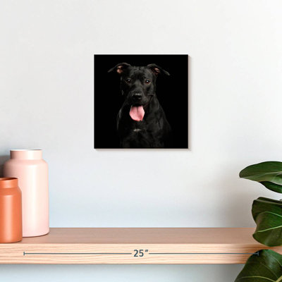 Crowle Black Pit Bull Terrier Dog