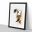 White-Rumped Woodswallows by Elizabeth Gould - Framed Print-55611875-55611878