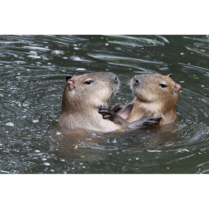 Capybaras jouant dans l'eau, H 32 po x l 48 po