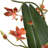 Dancing Orchid In Glass Vase