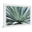 Gorgeous Agave 1 Piece Single Picture Frame Painting-1744615516