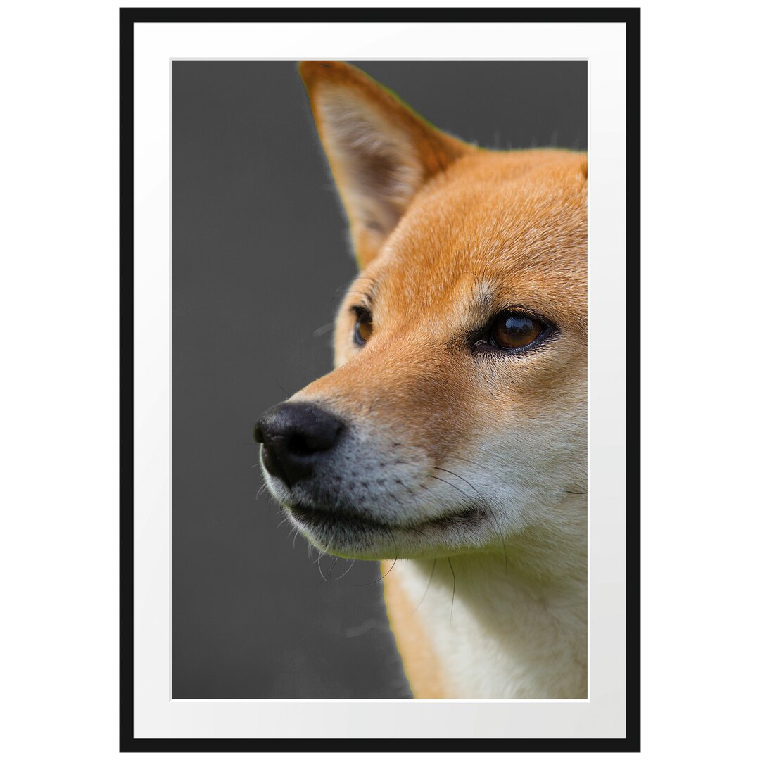 Gerahmtes Poster Finnen-Spitz Hund