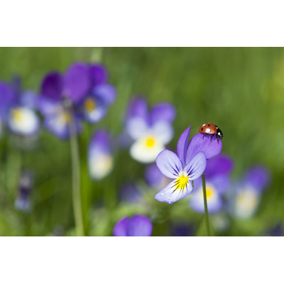 " Ladybug Resting On Heartsease "