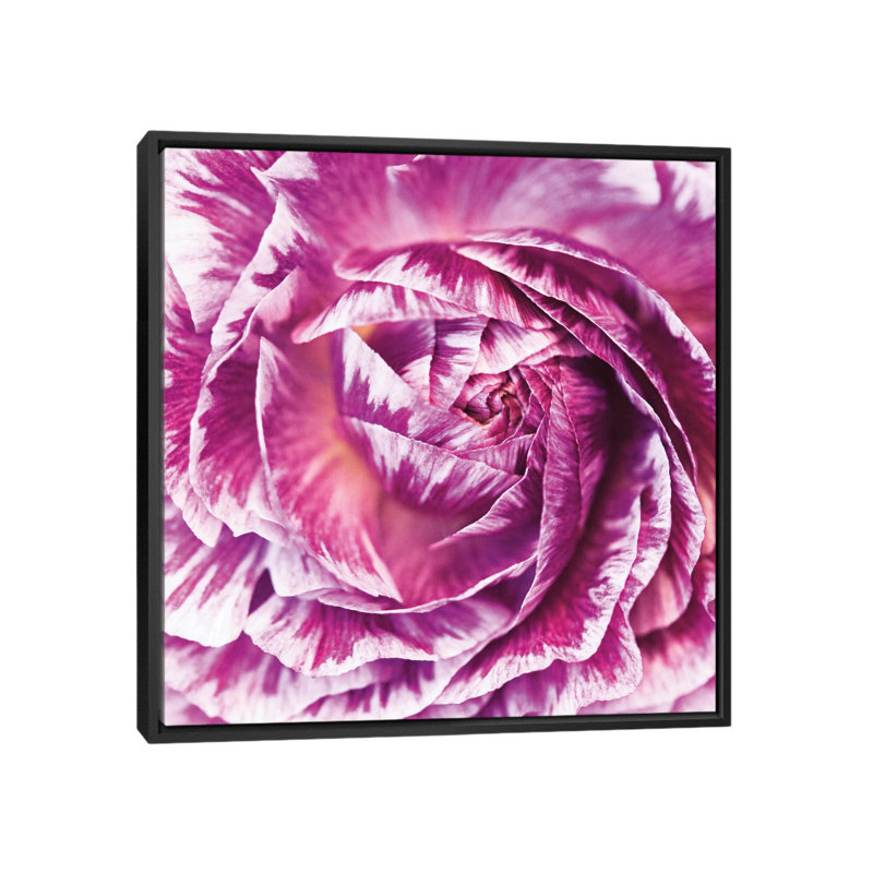 " Ranunculus Abstract IV " by Laura Marshall, 18" H x 18" W x 1.5" D, Black Framed Canvas, No Mat