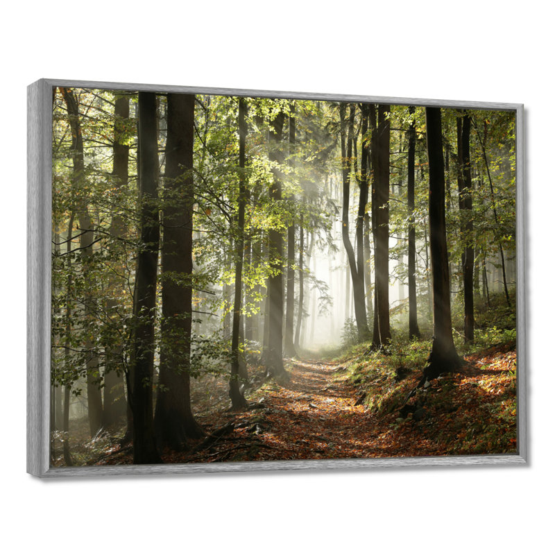 «Green Fall Forest with Sun Rays - Forest», reproduction de photo, Argent argent, Reproduction avec cadre flottant