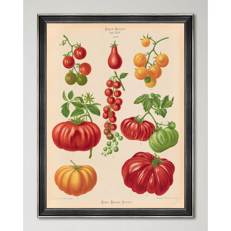 PLATE II