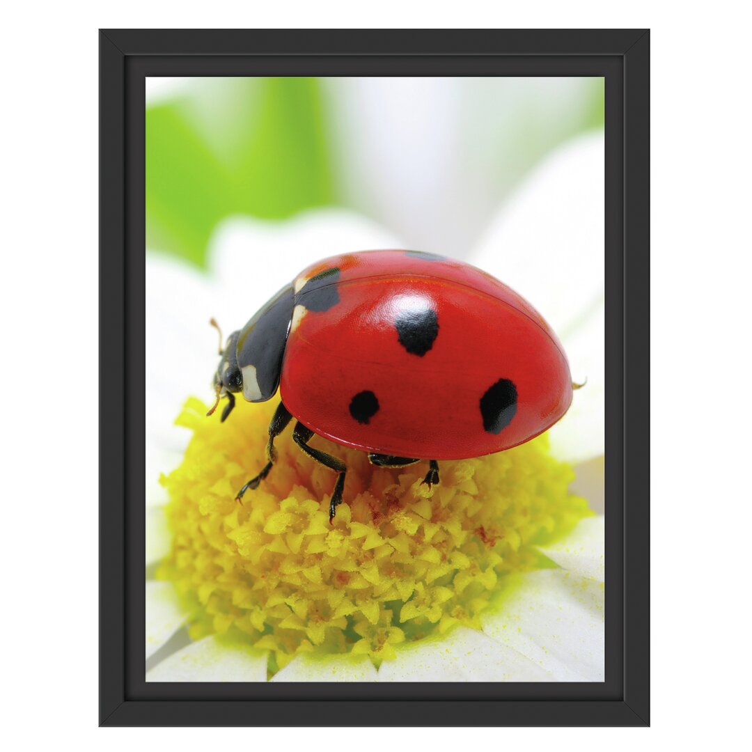 Gerahmtes Wandbild Marienkäfer auf Gänseblümchen