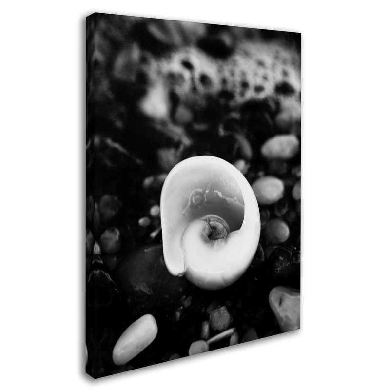 Glowing Beach Shell Photographic Print on Wrapped Canvas, 32" H x 24" W x 2" D