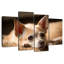 Chihuahua au repos Brampt-108835637