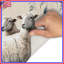 Tapis de bain Sheep In Wheat Field-1640503205