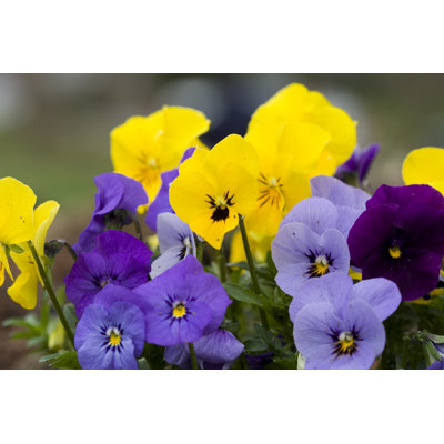 Spring Pansies Yellow Blue And Purple by Xyzphoto - Wrapped Canvas Print