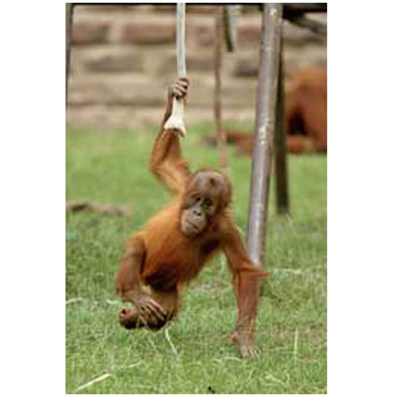 Animals Non-Wall Damaging Wall Decal, 48" H x 32" W