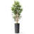 Artificial Tree in Black White Wood Tree Rings Pattern Planter Fake Bamboo Silk Tree-103684950