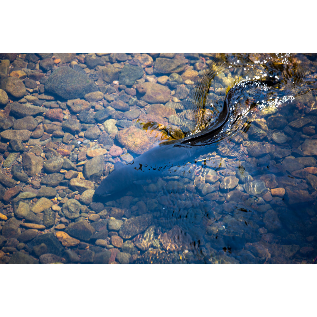 Neuseeland: Longfin Eel von Goddardgraphy - Leinwandbild