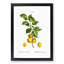 Apricot Tree Branch by Pierre-Joseph Redoute - Single Picture Frame Painting-55544970-55544967