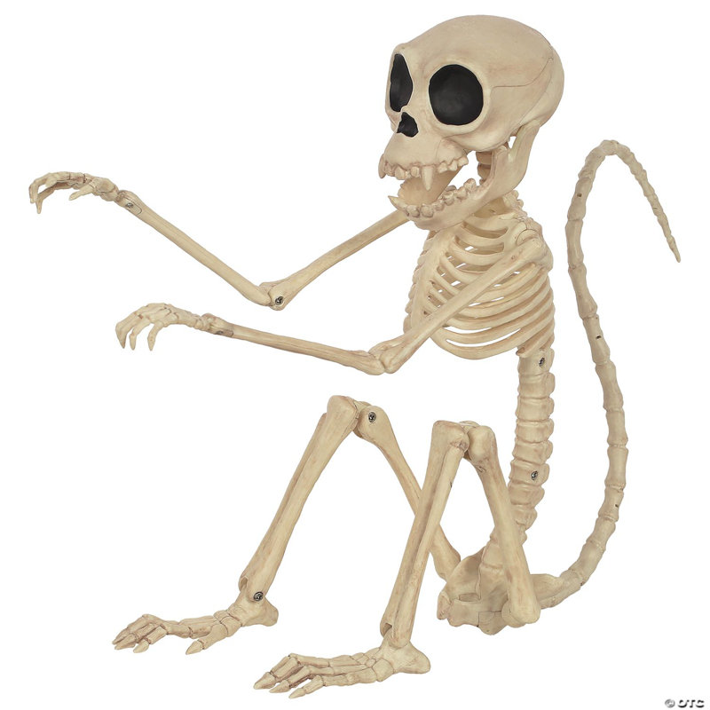 Singe squelette