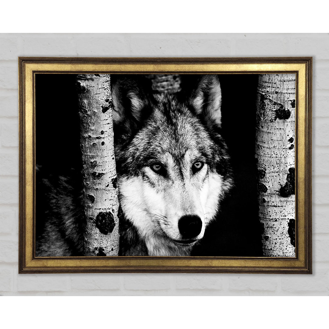 Wolf Starren - Drucken