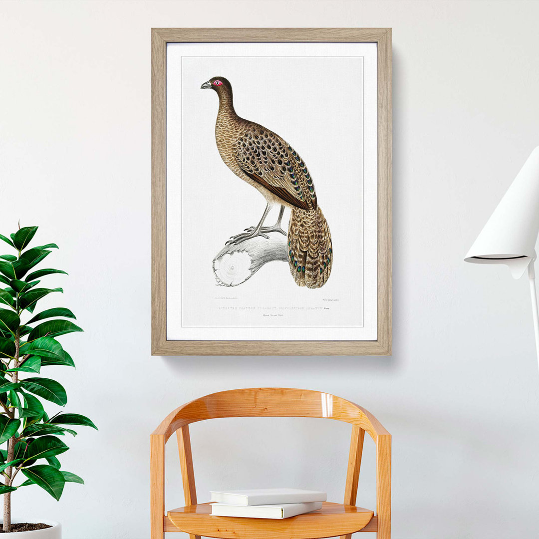 Lineated Peacock Pheasant Illustration by John Edward Gray - Picture Frame Painting Print