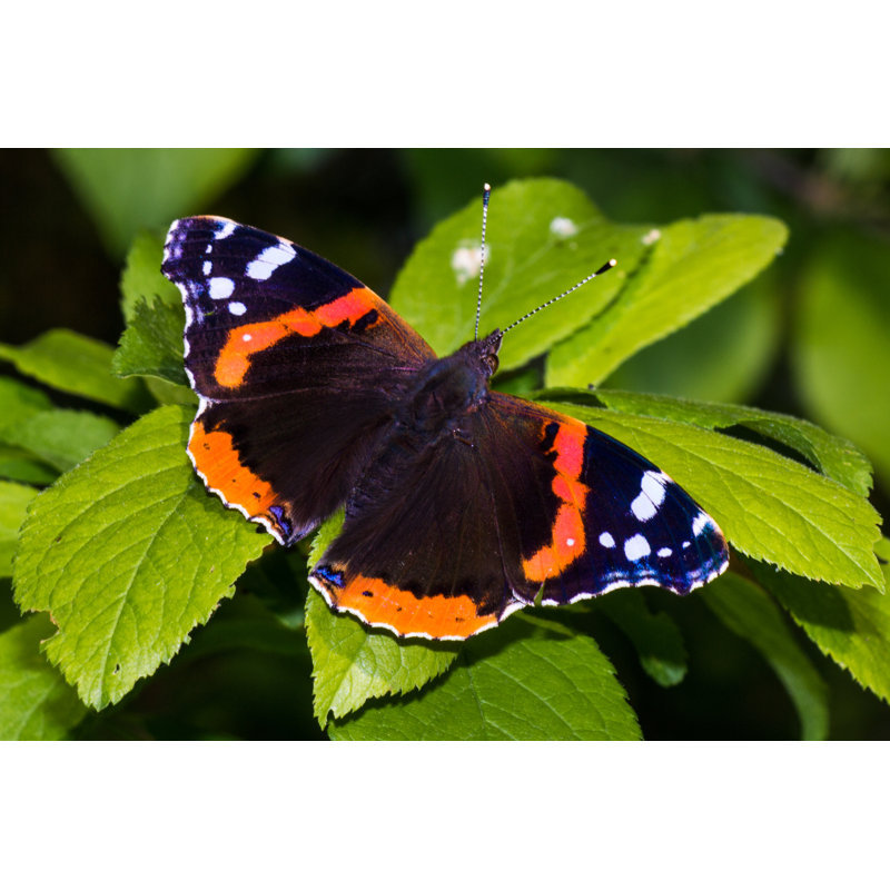 «Nicut Butterfly On Canvas» par Mmark86, photographie, H 8 po x l 12 po
