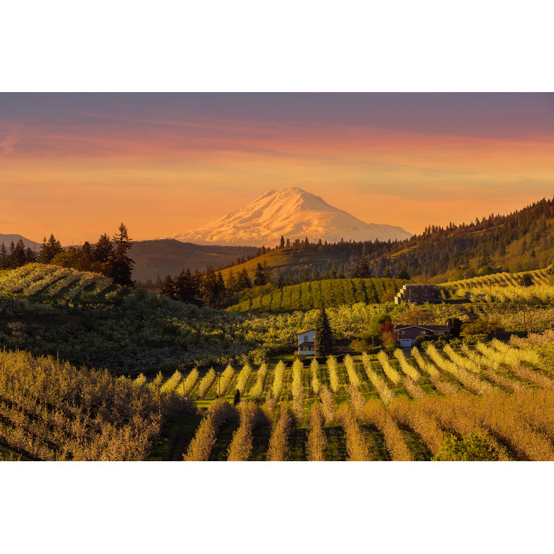 Golden Sunset Over Mount Adams And Hood River Valley Pear Orchards Springtime by Thyegn - Wrapped Canvas Print