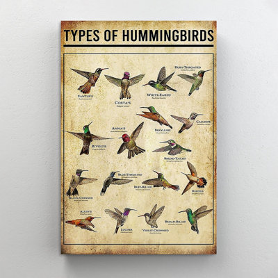 Hummingbird Types Of Hummingbirds - Wrapped Canvas Textual Art