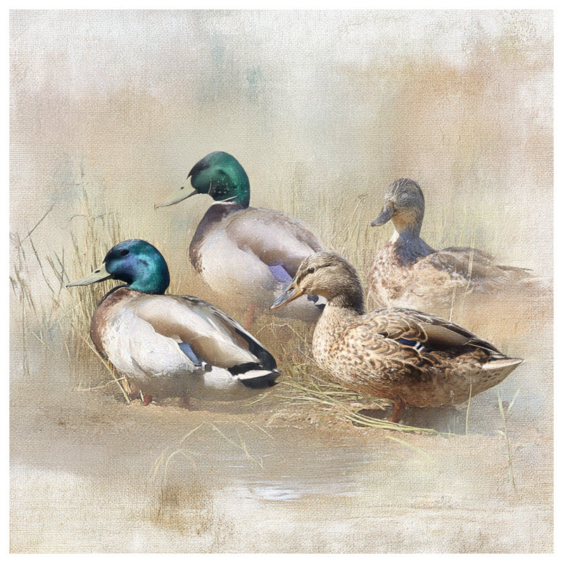 Rideaux de fenêtre Mallard Ducks In Field, 50 po x 92 po - 1 panneau, Transparent