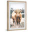 Scottish Highland Cattle - Print-64175054-64175057