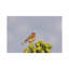USA, Arizona, Sonoran Desert. Male House Finch On Saguaro Cactus Buds. by Jaynes Gallery - Wrapped Canvas Print-1649771305