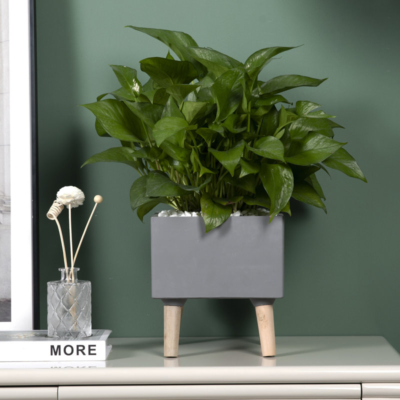 Planter Box