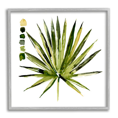 Plante grasse aloès