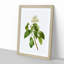 Climbing Hydrangea by Pierre-Joseph Redoute - Picture Frame Painting Print-55545747-55545748