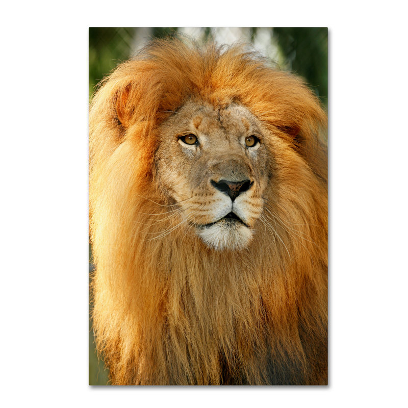 Alexan «Lion», reproduction de photo sur toile tendue, H 24 po x l 16 po