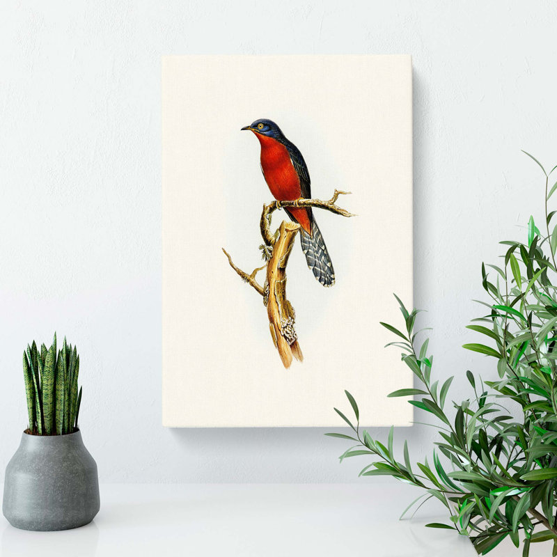 Chestnut-breasted Cuckoo by Elizabeth Gould - Wrapped Canvas, 50cm H x 35cm W x 3cm D