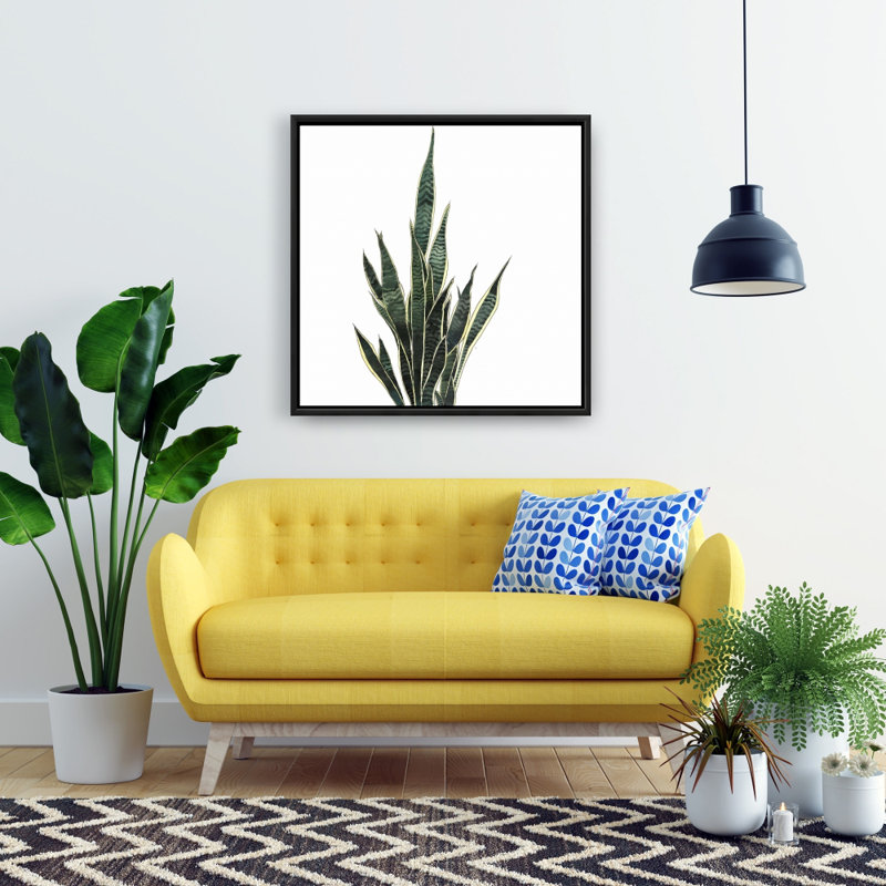 " Snake Plant "